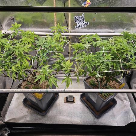 Gas Gimlet #1 & #2 - Wizard Trees