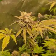 Gas Gimlet - Wizard Trees #3