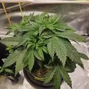 Velvet Kir Royal - Hnny - Winter Grow