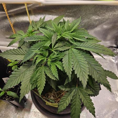 Velvet Kir Royal - Hnny - Winter Grow