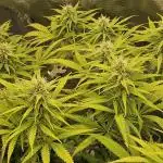 White Apricot Z - Gasstationseeds