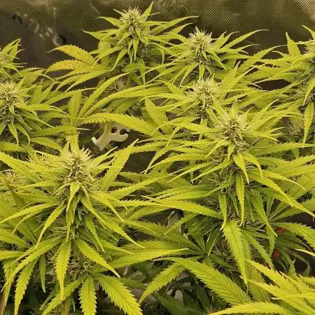 White Apricot Z - Gasstationseeds