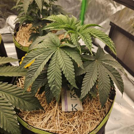 Gas Gimlet - Wizard Trees #3