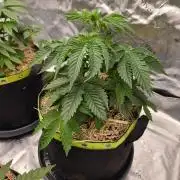 Honey Bear #4 - Humboldt Seed Company
