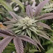 Gas Gimlet #1 & #2 - Wizard Trees