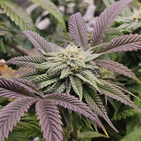 Gas Gimlet #1 & #2 - Wizard Trees