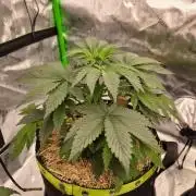 Honey Bear #3 - Humboldt Seed Company