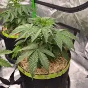 Honey Bear #2 - Humboldt Seed Company