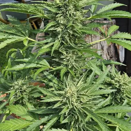 Lemon Cherry Gelato Auto Outdoors