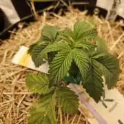 Gas Gimlet - Wizard Trees #3