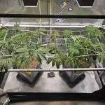 Gas Gimlet #1 & #2 - Wizard Trees