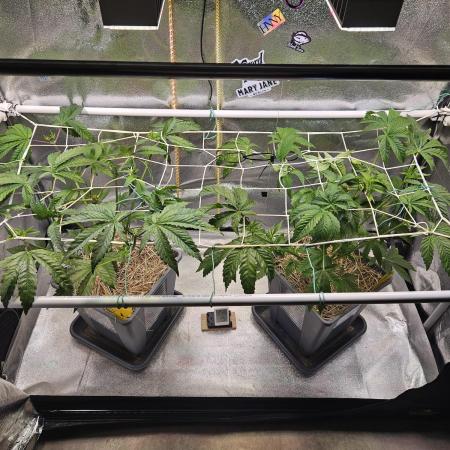 Gas Gimlet #1 & #2 - Wizard Trees