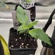 Gorilla Cookies Auto - Winter grow