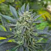 Forbidden Runtz Guerilla Grow