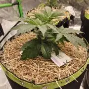 Geist Grow – Geist Grow OG S1