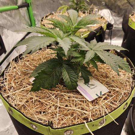 Geist Grow – Geist Grow OG S1