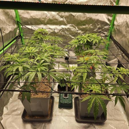 Candy Clouds - Nordkraut