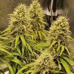 White Apricot Z - Gasstationseeds
