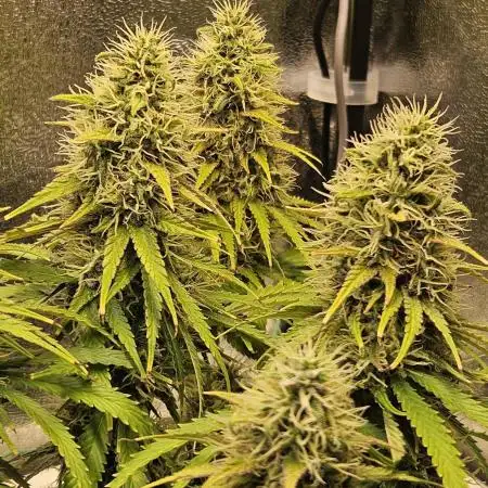 White Apricot Z - Gasstationseeds