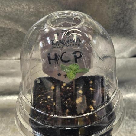 Honeycomp Pave - Compound - Winter Grow