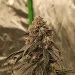 Marshmallow OG Duet