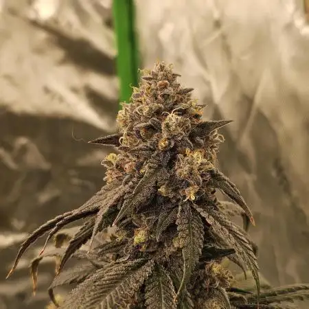 Marshmallow OG Duet