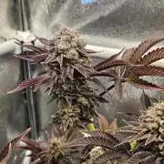 Velvet Kir Royal - HnnyHmp - Winter Grow