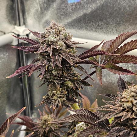 Velvet Kir Royal - HnnyHmp - Winter Grow