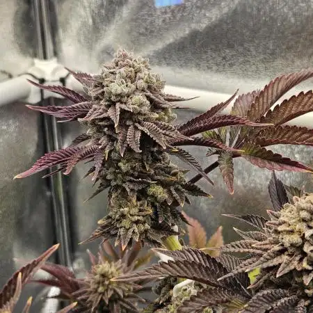 Velvet Kir Royal - HnnyHmp - Winter Grow