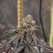 Honeycomp Pave - Compound - Winter Grow