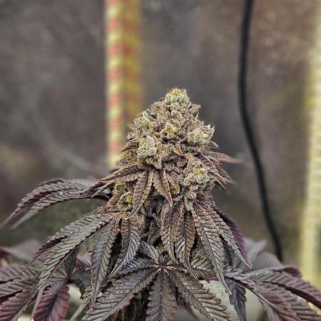 Honeycomp Pave - Compound - Winter Grow