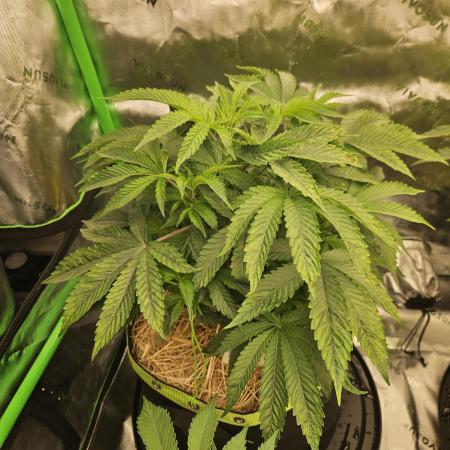Gas Gimlet - Wizard Trees #3