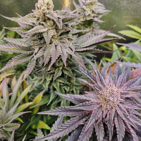 Spring Basement Grow / Living Soil (Florganics) Low Temperature Basement Grow