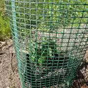 Forbidden Runtz Guerilla Grow