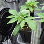 Sugar Cane #3 - In House Genetics