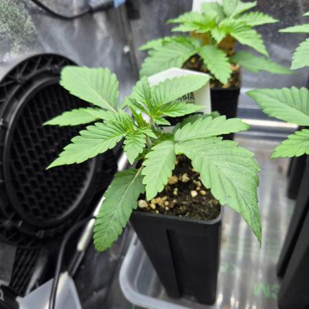 Sugar Cane #3 - In House Genetics