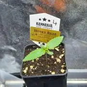 Honey Bear #4 - Humboldt Seed Company