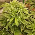 Sugar Cane #2 - In House Genetics