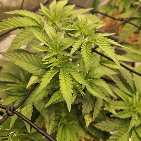 Sugar Cane #2 - In House Genetics