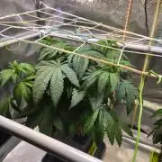 Sugar Cane #3 - In House Genetics