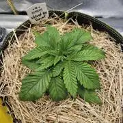 Velvet Kir Royal - Hnny - Winter Grow