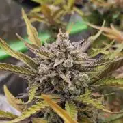 Gorilla Cookies Auto - Winter grow
