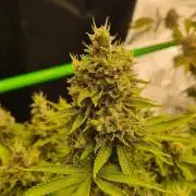 Geist Grow – Geist Grow OG S1