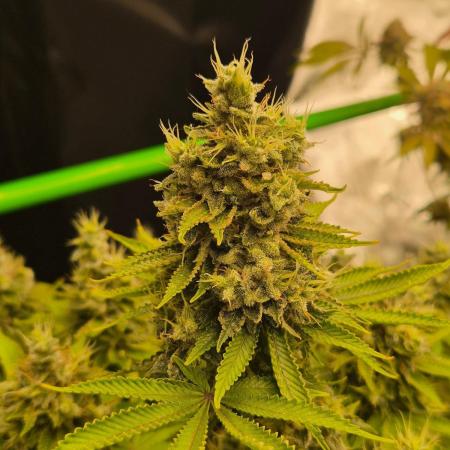 Geist Grow – Geist Grow OG S1