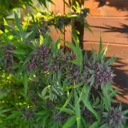 Slushberry Mintz - Outdoor vs Indoor