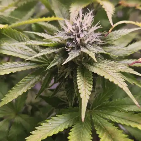 Gelato-K