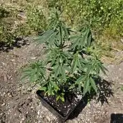 Hellfire OG - Guerilla Grow