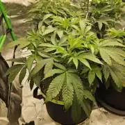 Geist Grow – Geist Grow OG S1