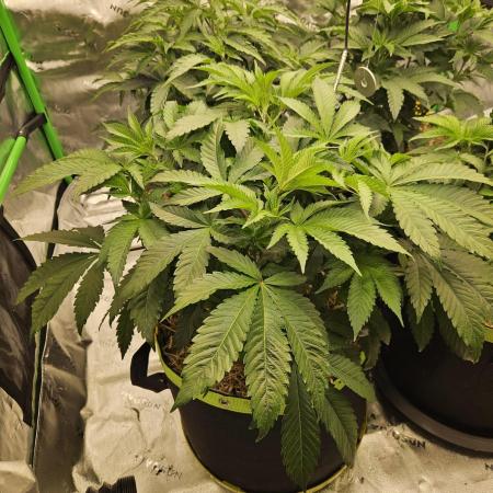 Geist Grow – Geist Grow OG S1