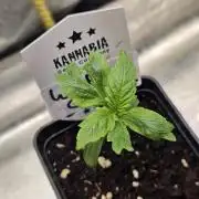 White Cheese Auto Winter grow